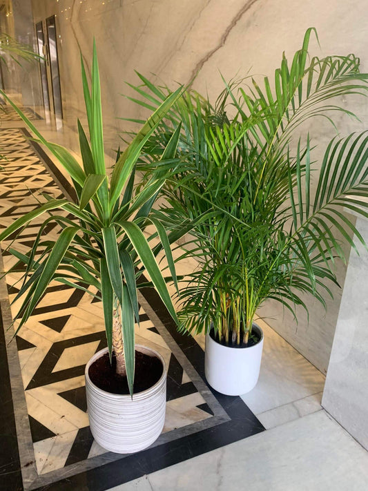Indoor Plants Bedroom Bundle (Air Purifying)