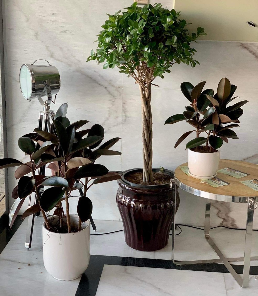 Indoor Plants Budget Combo (3pc) NEW