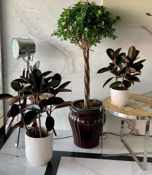 Indoor Plants Budget Combo (3pc) NEW