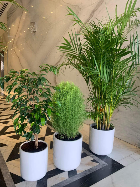 Office Plants Budget Combo (3 plants bundle