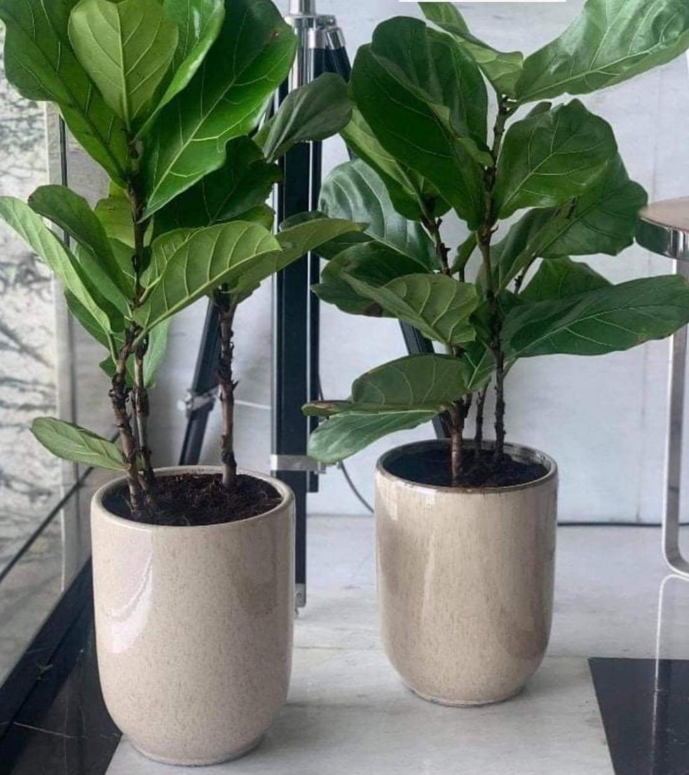 Fiddle Plant