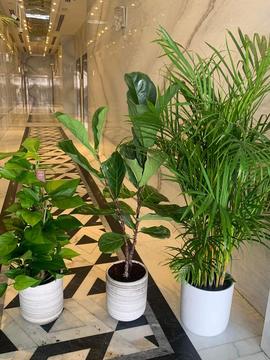 Indoor Plants Budget Combo (3plants bundle) PROMO