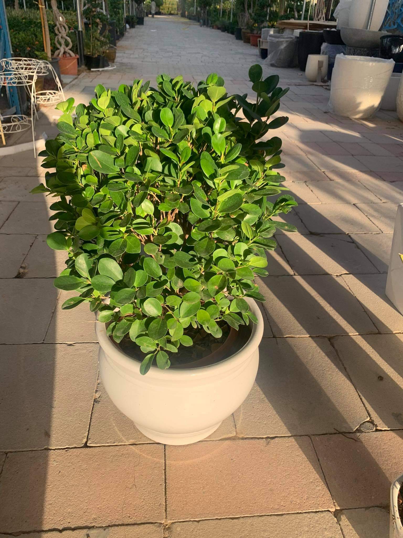 Round ficus Outdoo4 Plant