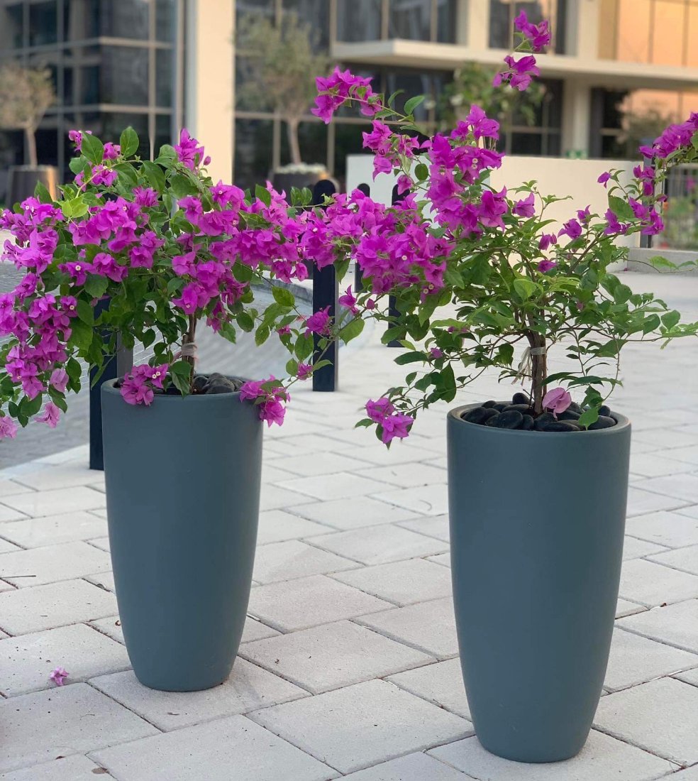 410DH Bougainvillea bundle in long pots