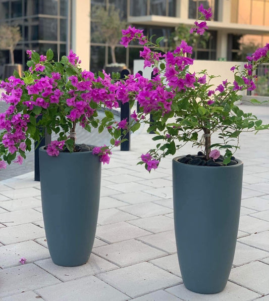 410DH Bougainvillea bundle in long pots