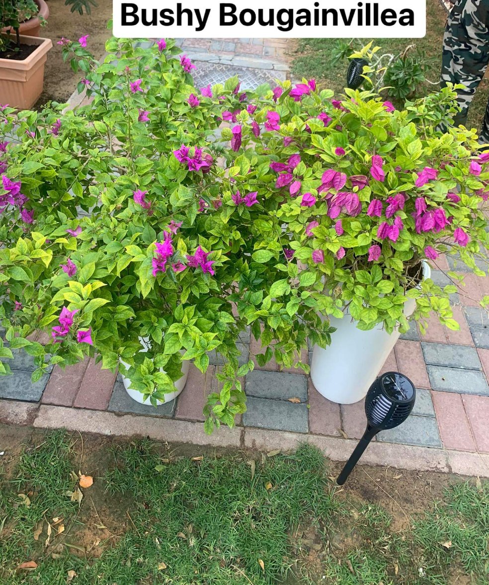 Outdoor Plants Bougainvillea bushy bundle