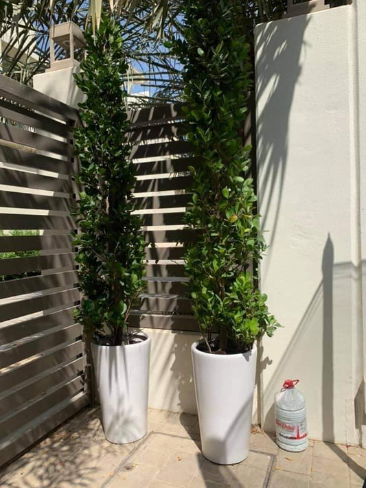 Outdoor Plants Cone Shape Ficus Bundle Privacy Plant