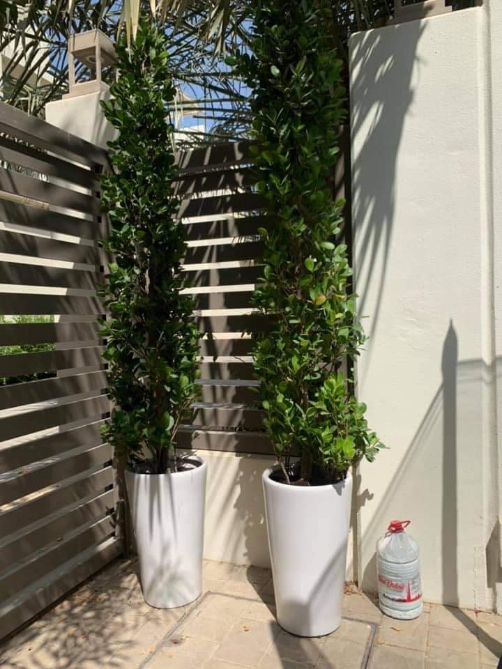 Outdoor Plants Cone Shape Ficus Bundle Privacy Plant