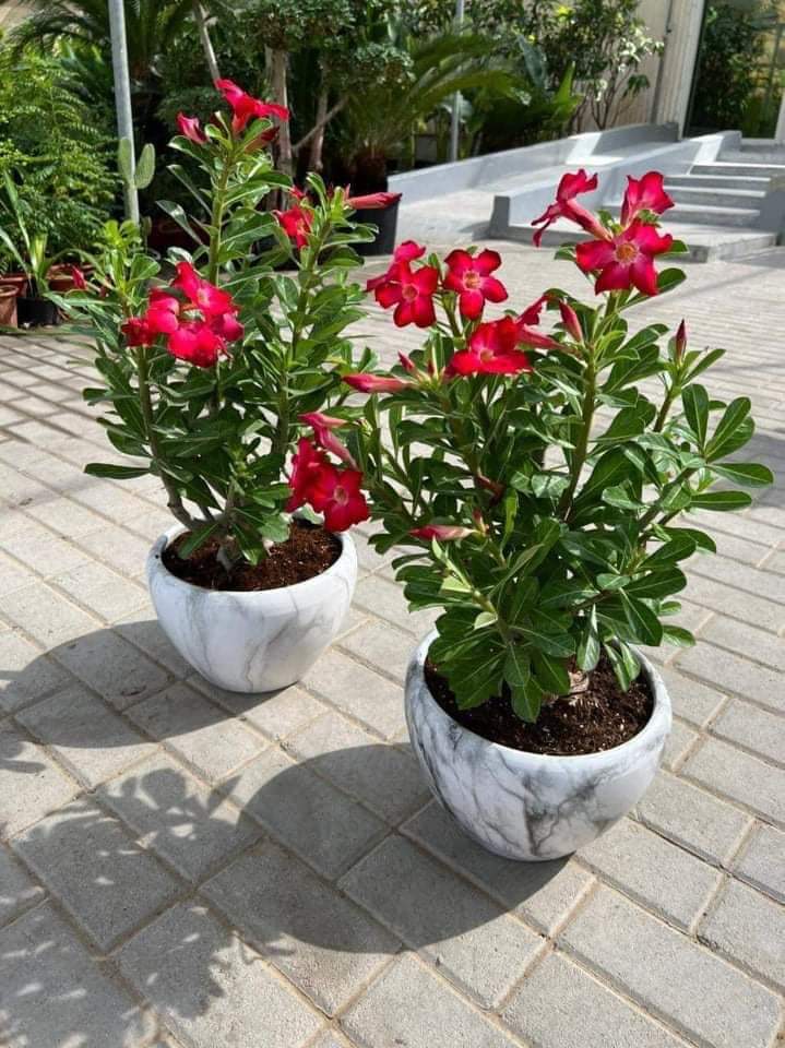 Desert rose in marble pot bundle