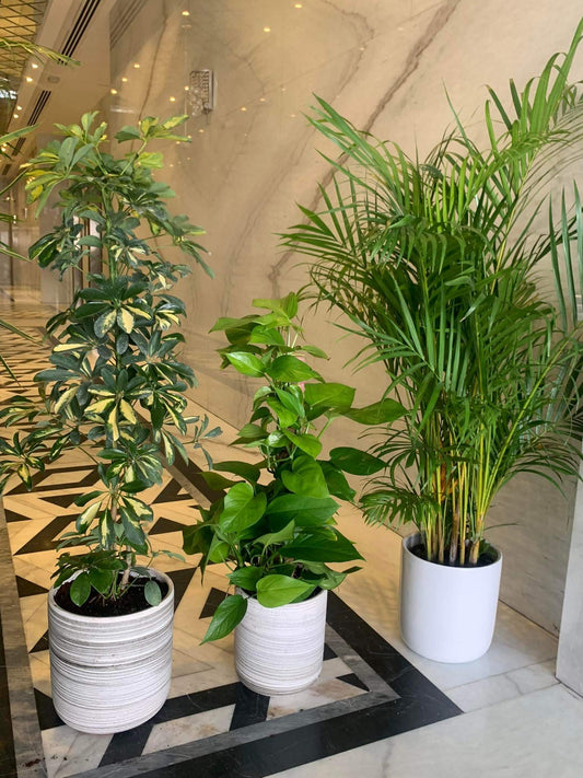 Office Plants Budget Combo (3 plants bundle)