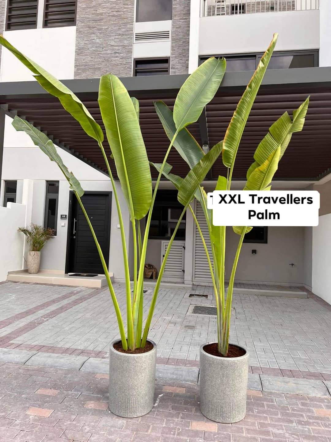 Office Plant Travellers Palm Big 3m