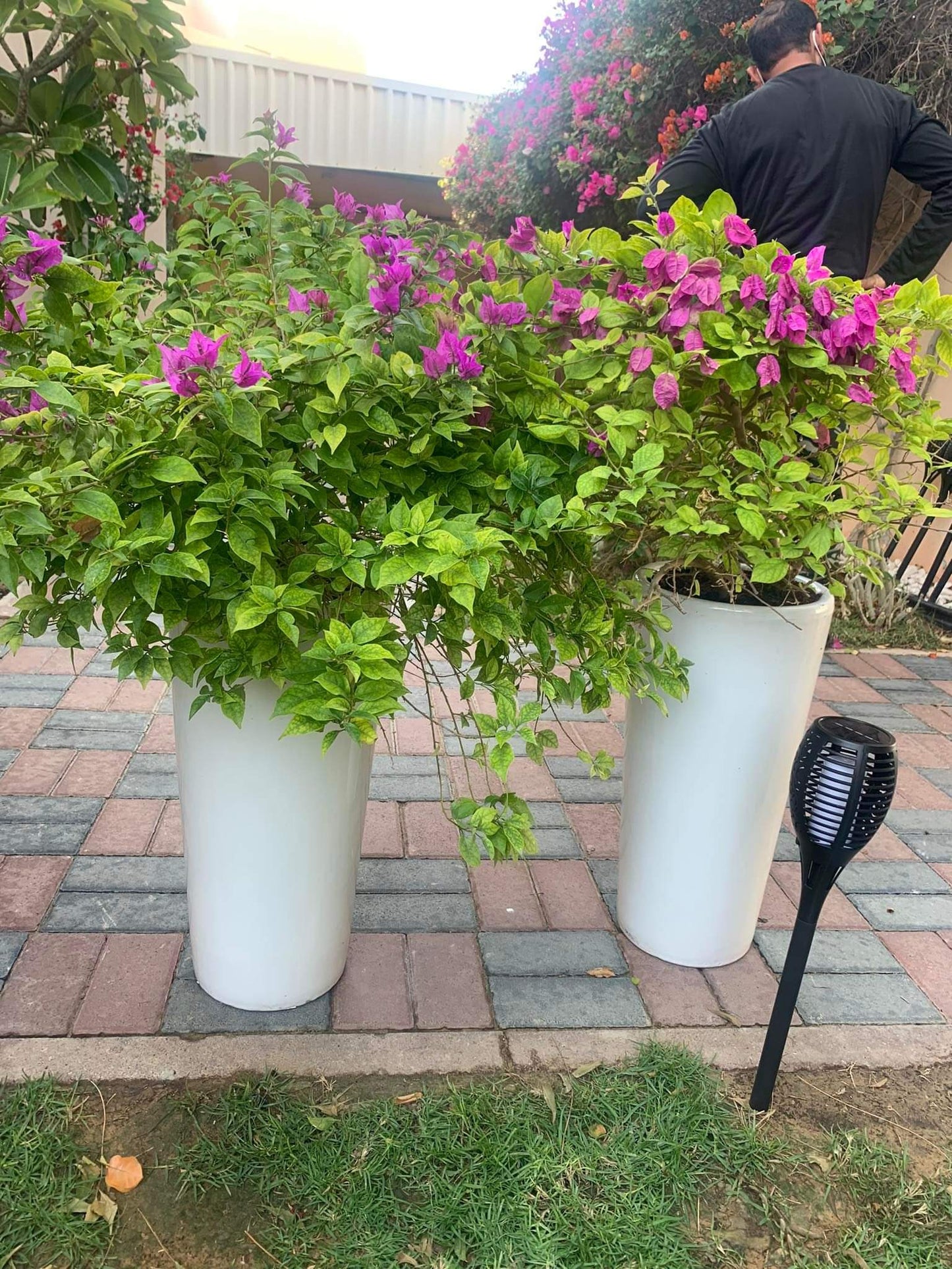 Bougainvillea bushy bundle