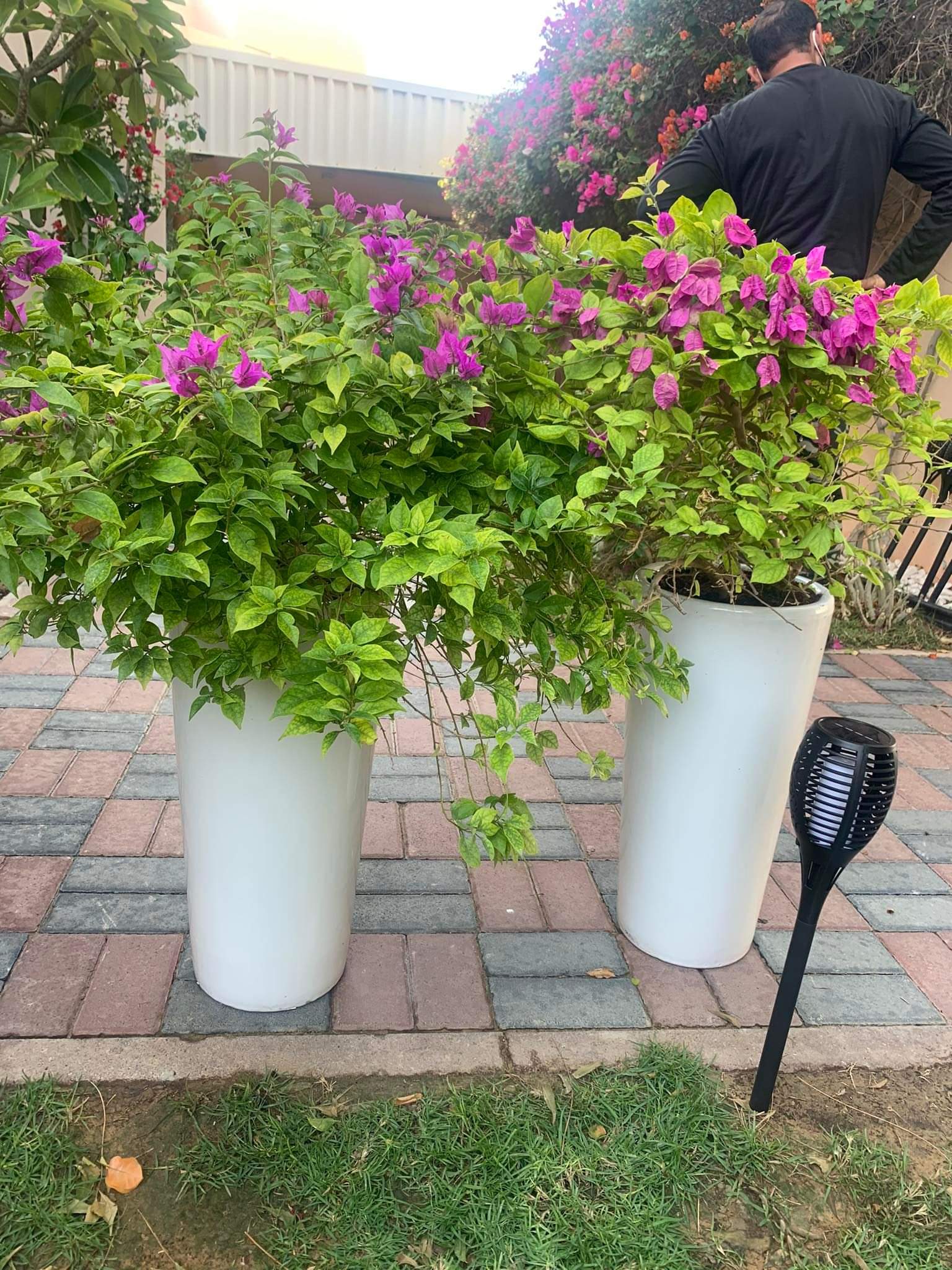 Outdoor Plants Bougainvillea bushy bundle