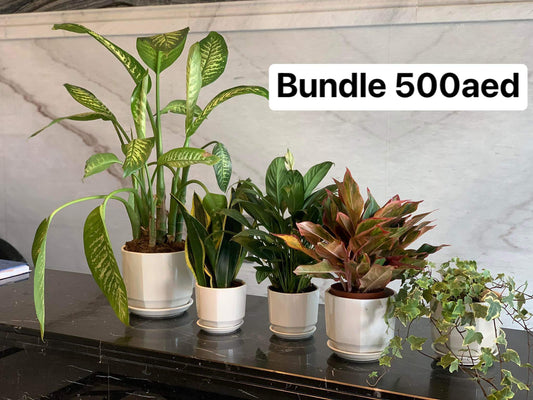 Air Purifying Plant bundle