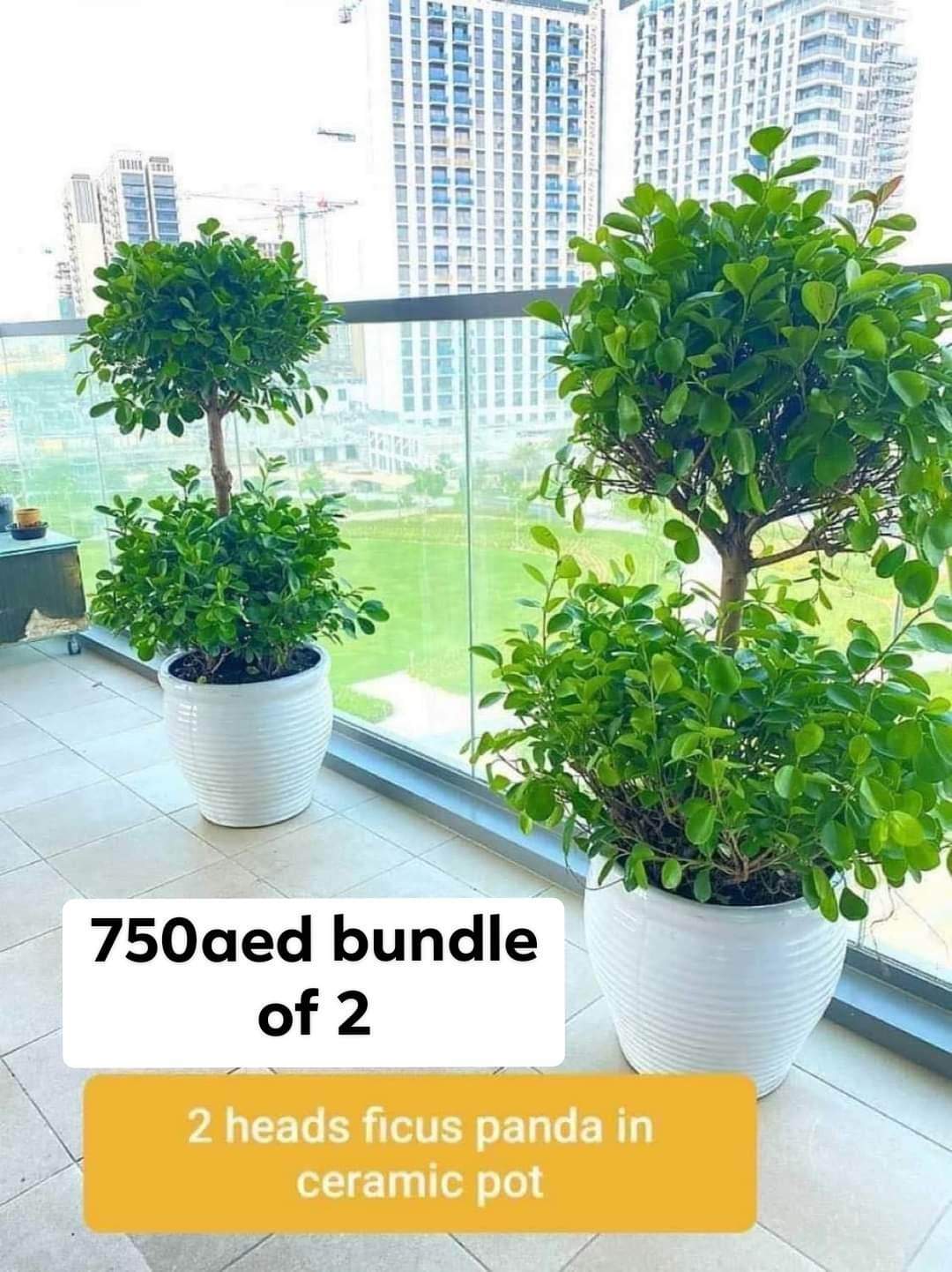 Outdoor Plants Double Head (2pc) bundle