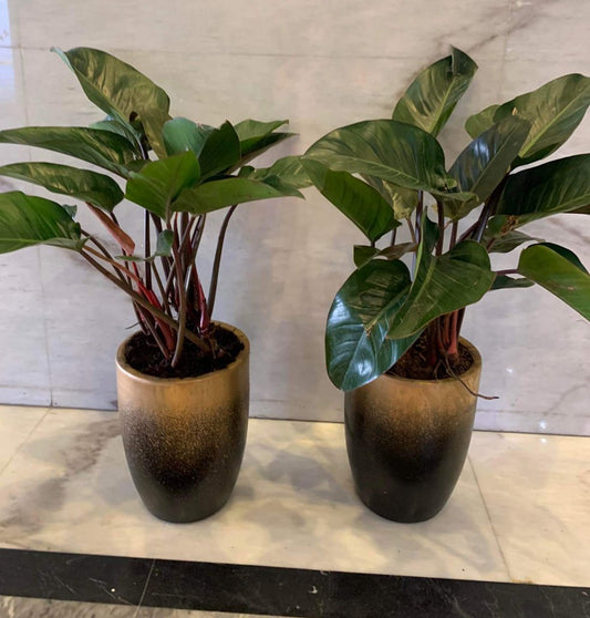 Office Plants Purple Philodendron bundle