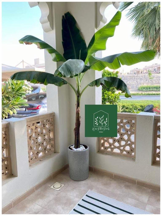 Banana Tree XL