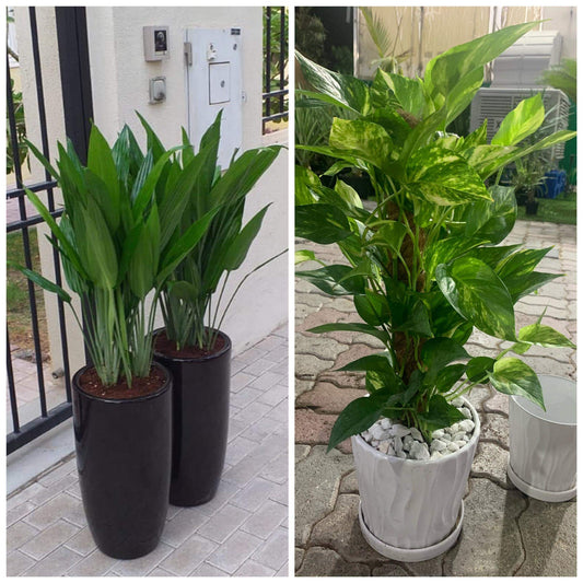Office Plants Bundle plants