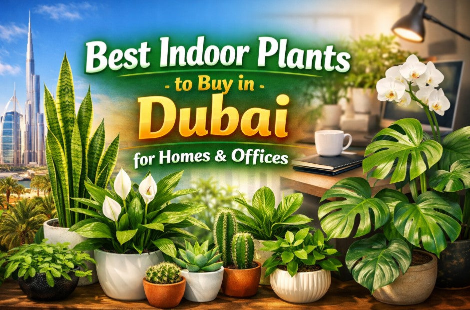 Best Indoor Plants to Buy in Dubai for Homes & Offices