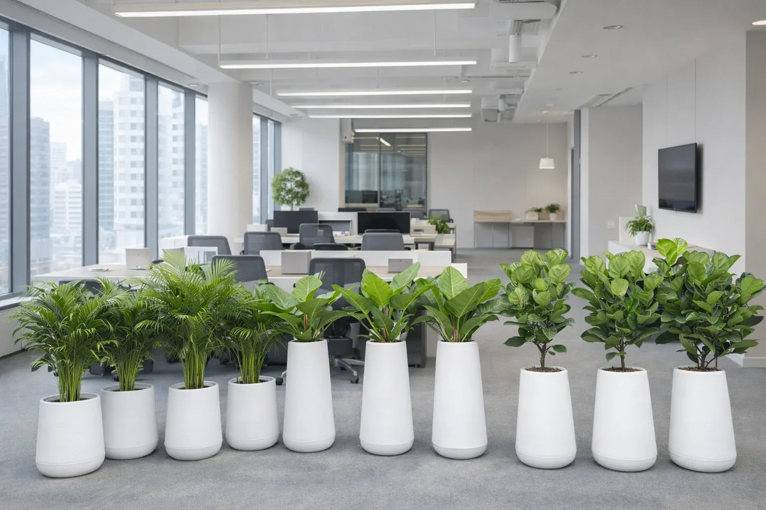 Best Indoor Plants to Survive UAE Humidity