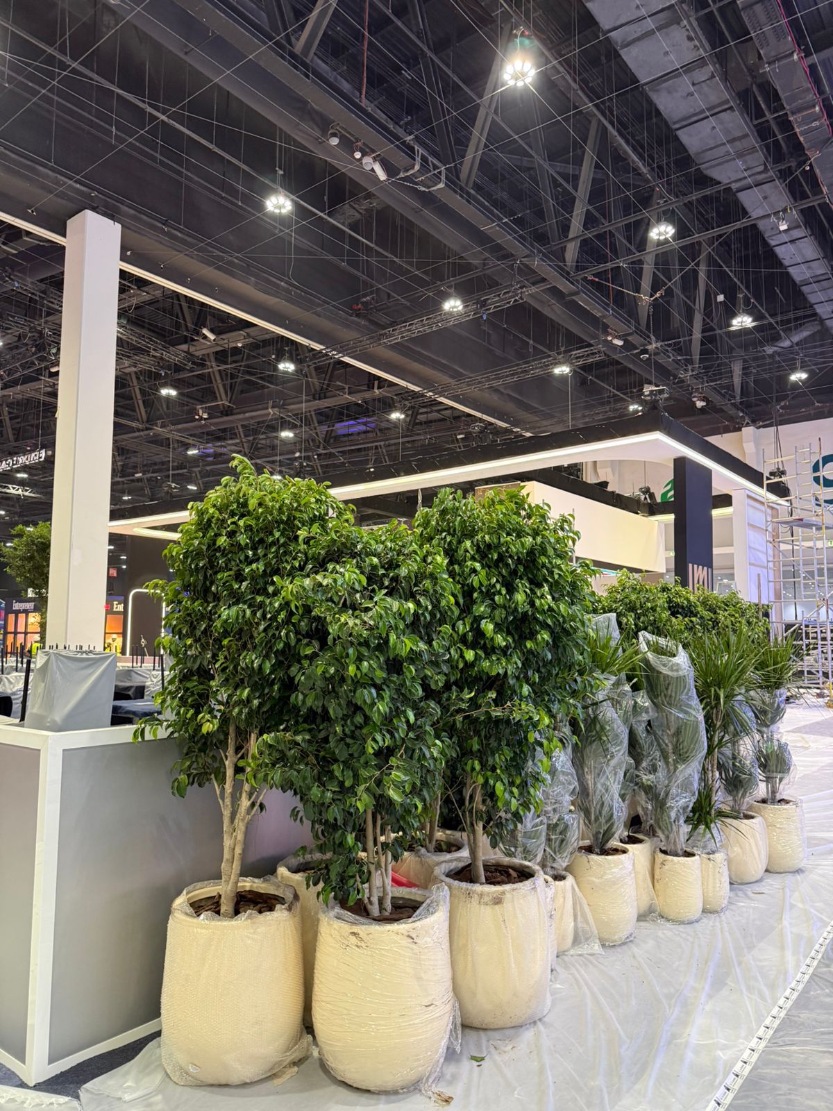 Best Indoor Plants to Buy in Dubai for Homes & Offices