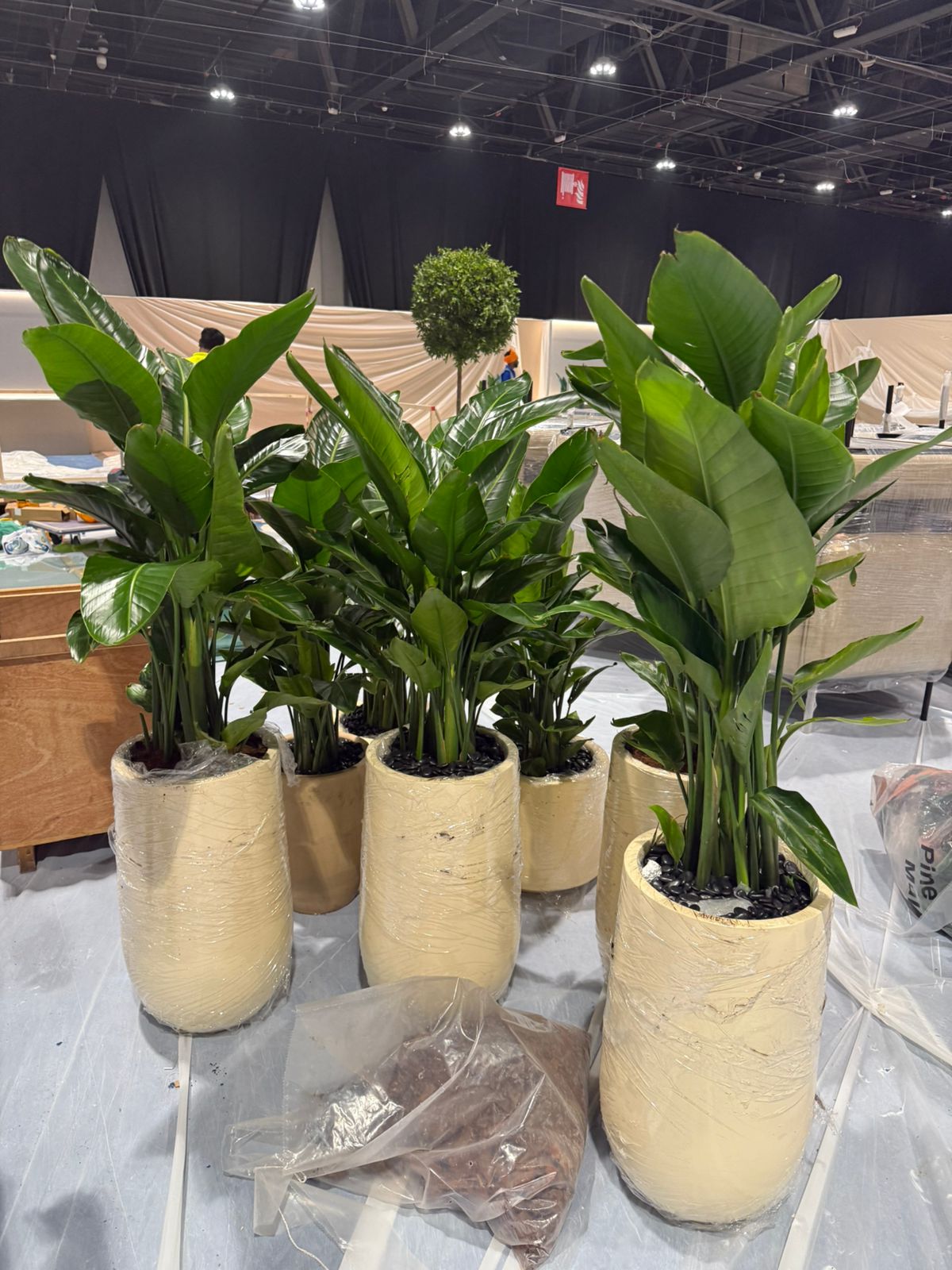 Where to Buy Cheap Plants in Dubai - Well Potted Plants