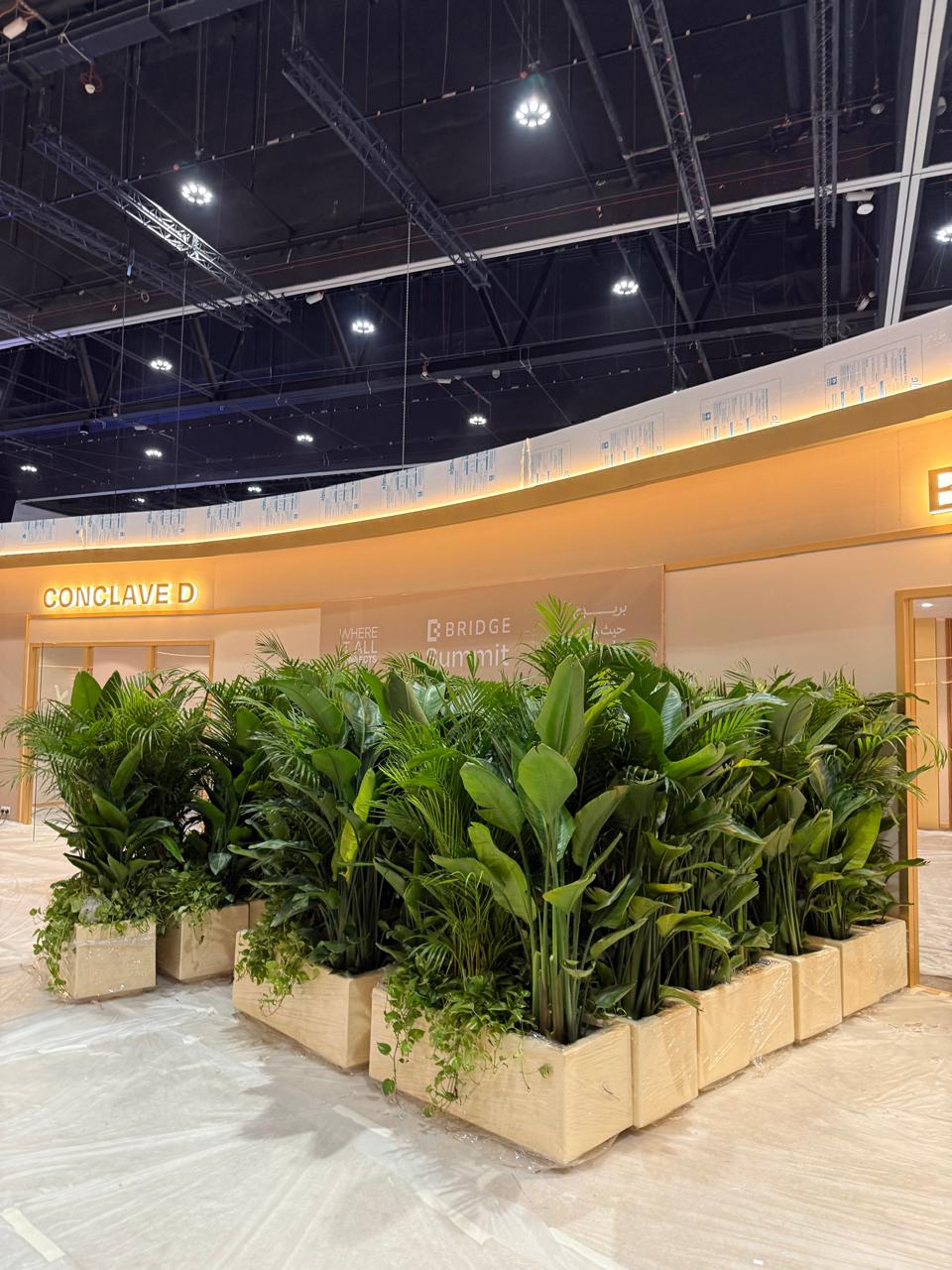 Top Indoor Plants That Actually Thrive in UAE Homes