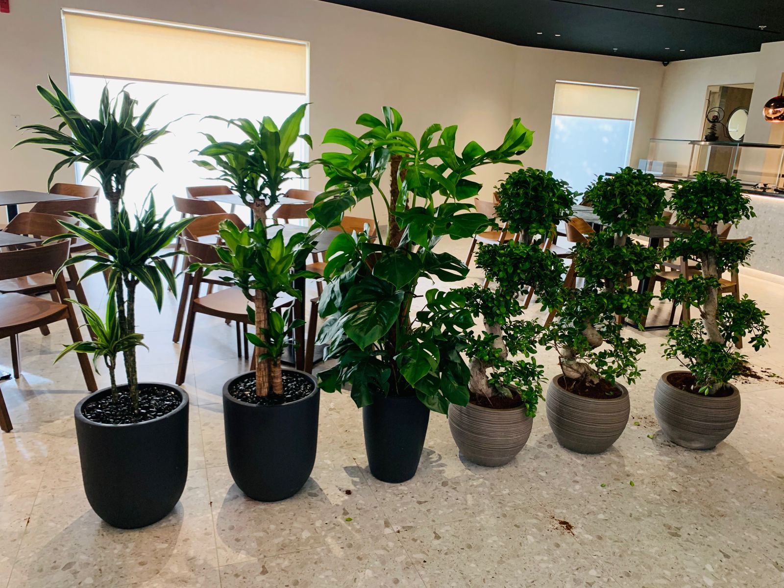 Plants Indoor and Outdoor Delivery in UAE