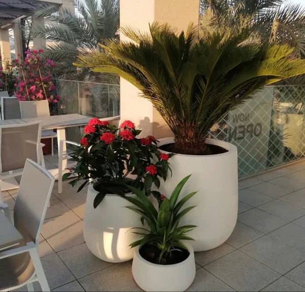 Natural Plants in Dubai