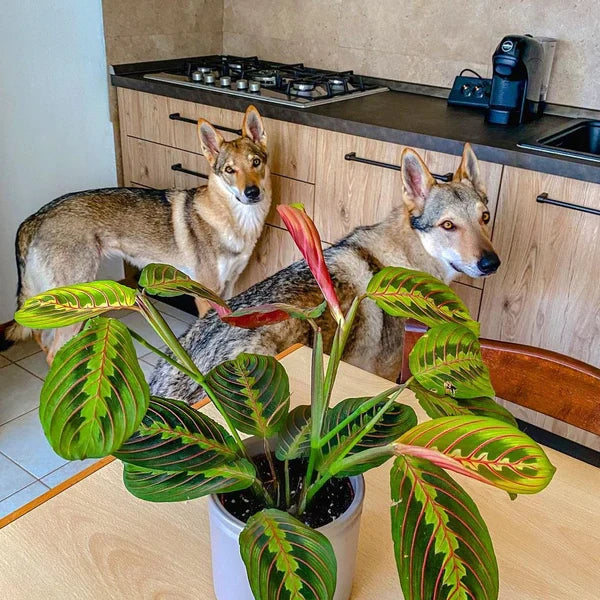 Pet Friendly Plants