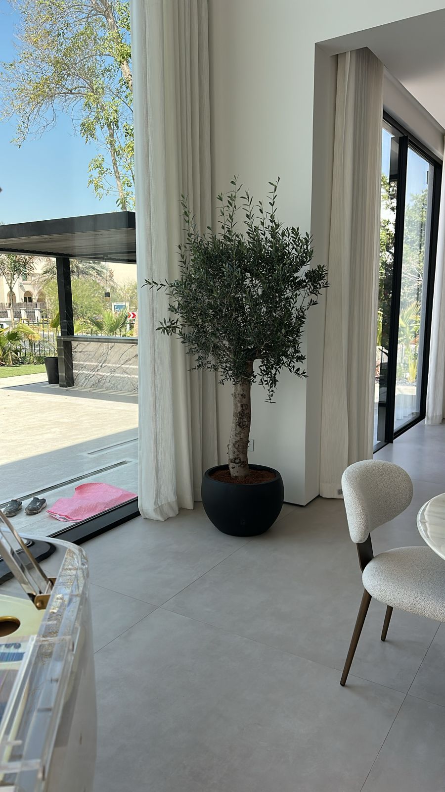 Lemon Tree in Ceramic Pot