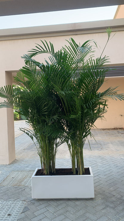 Outdoor Giant Areca Palm in Fiber Pot