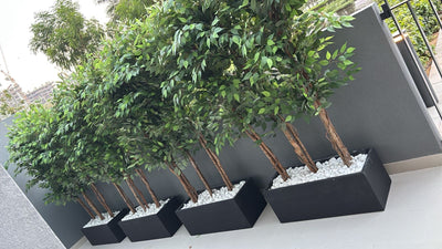 Privacy Plants Artificial in Rectangle Fiber