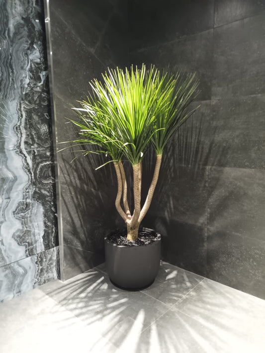 Office Plant Wild Yukka in Fiber Black Pot Premium