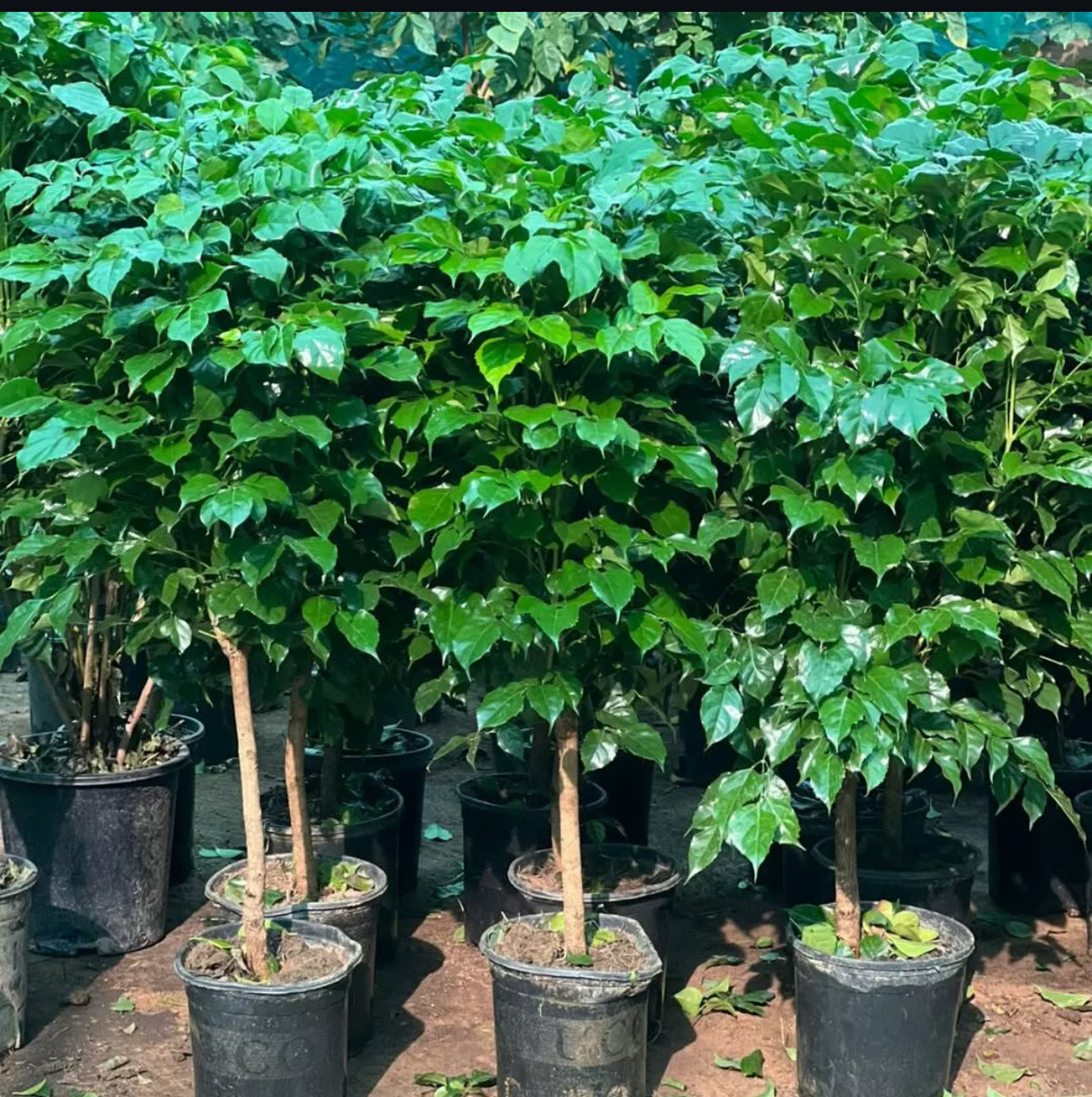 Clearance Sale Chinadoll in Plastic Promo