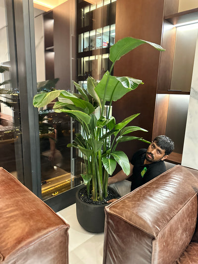 Office Plants Premium Bundle in Fiber Pot New 10pc