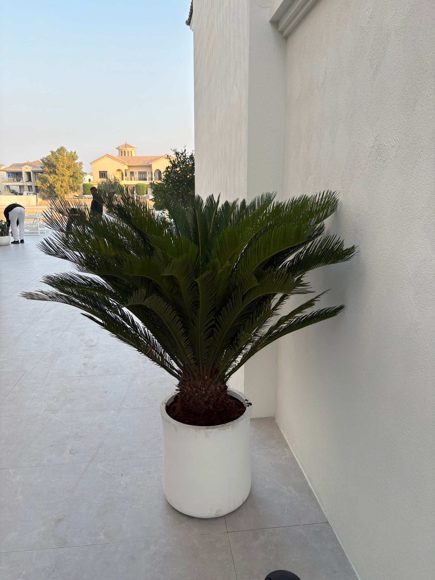 Sago Palm Extra Large in Fiber Premium
