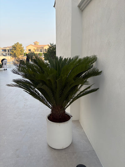 Sago Palm Extra Large in Fiber Premium Plants UAE