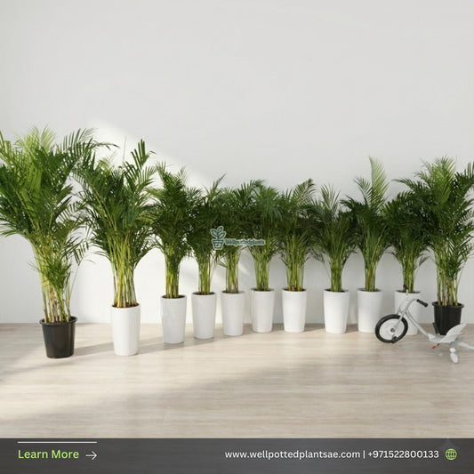 Areca Palm Bundle 11plants Office Plants or House Plants