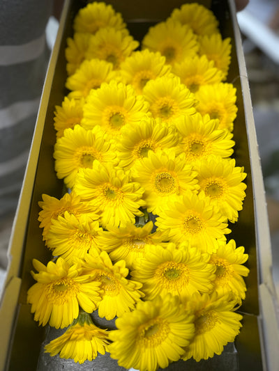 Fresh Flower Daisy 12pcs Best Seller