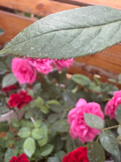 Roses 3pots Bundle Indoor plants UAE
