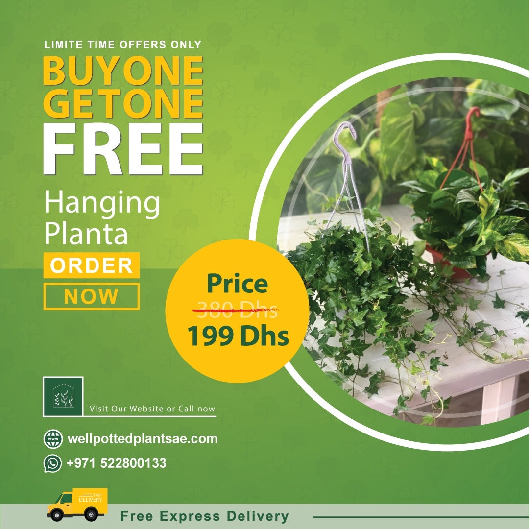 Hanging Plants PROMO