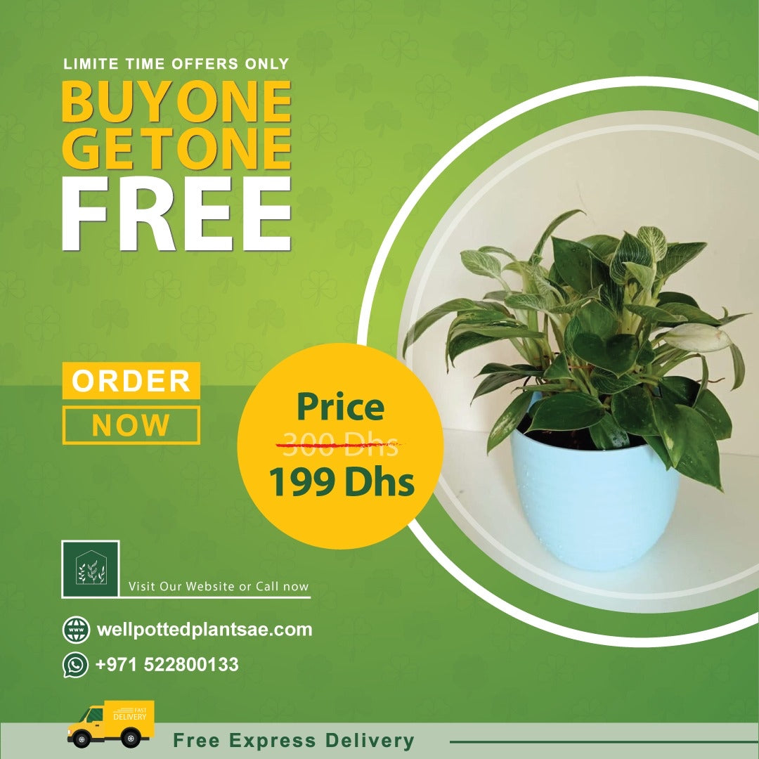 Calathea in Plastic PROMO