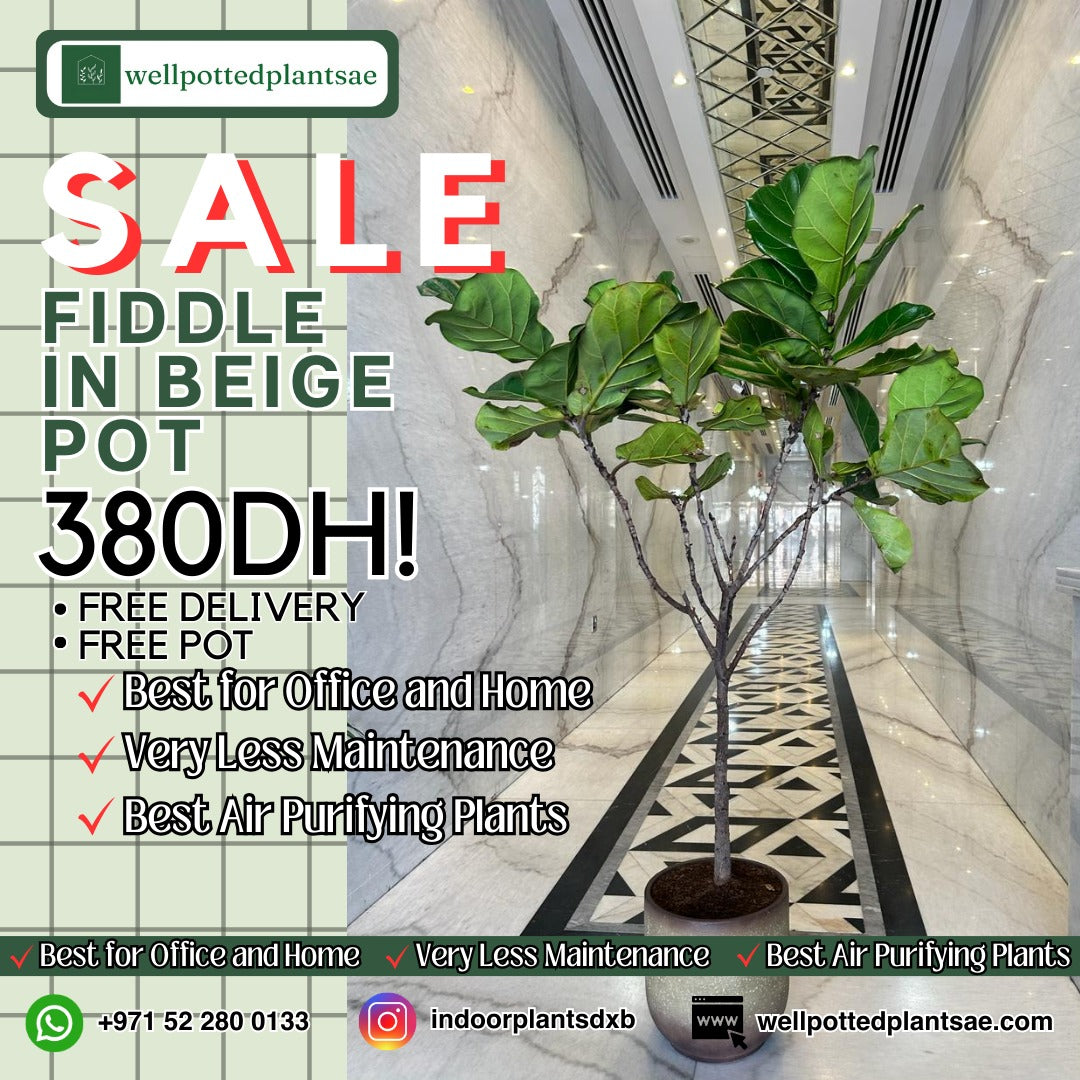 Fiddle Best Seller|150cm to 160cm
