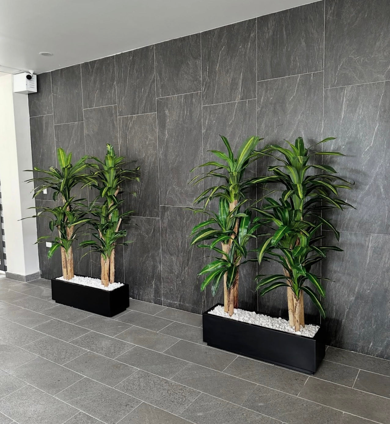 Artificial Plant in Rectangle (Dracaena)