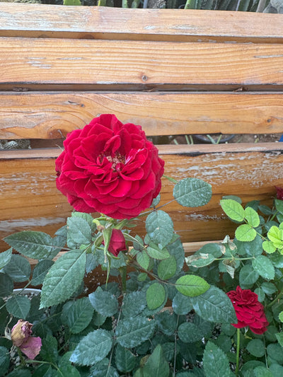 Roses 3pots Bundle Indoor plants UAE