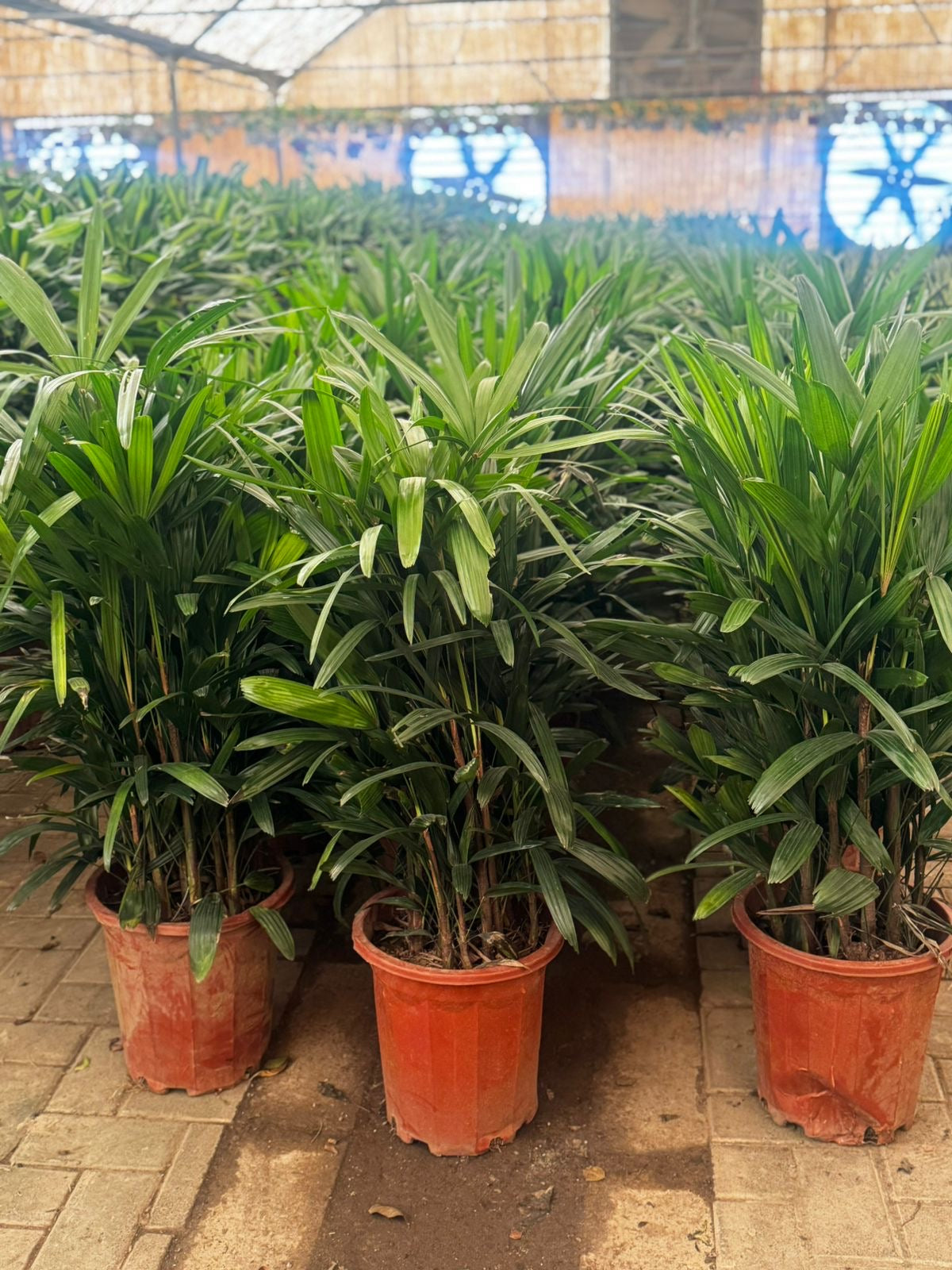 Lady Palm Premium Promo