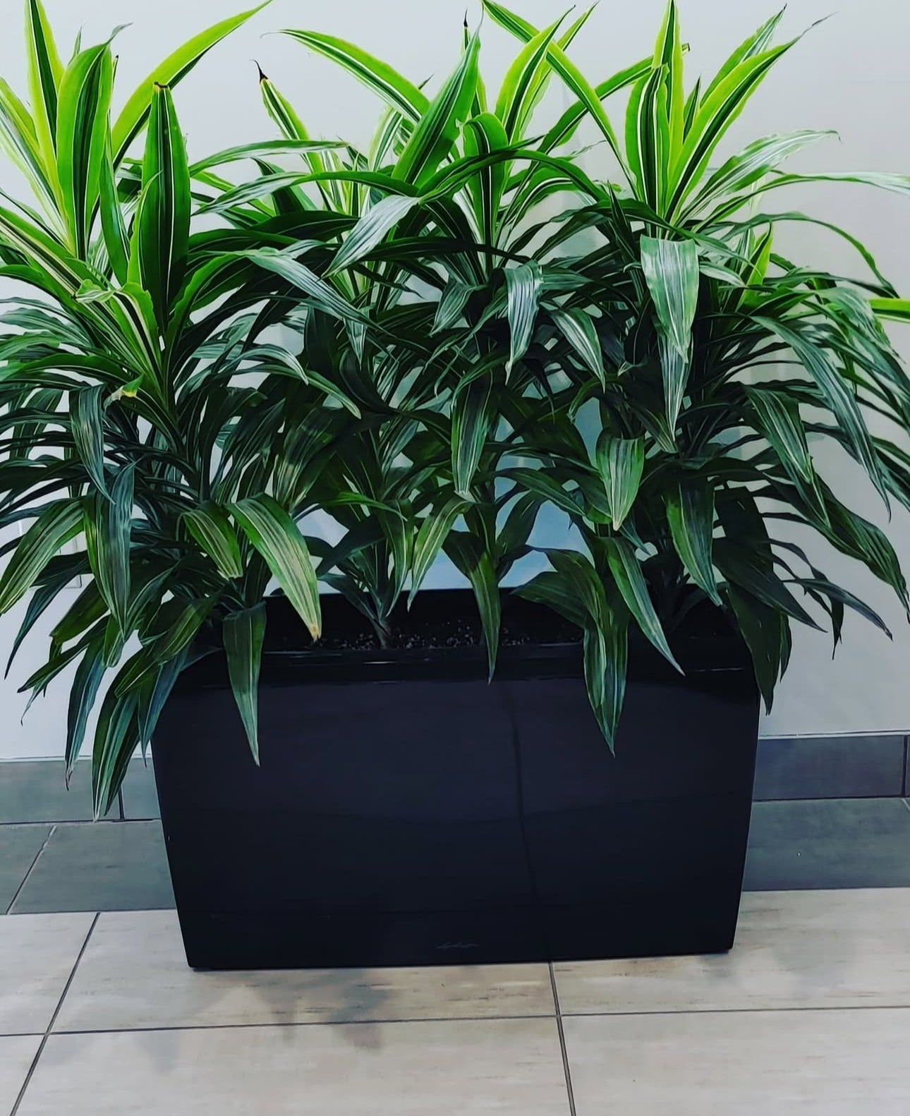 Office Plant Dracaena in Fiber Pot 70x30x30cm 2-3stems