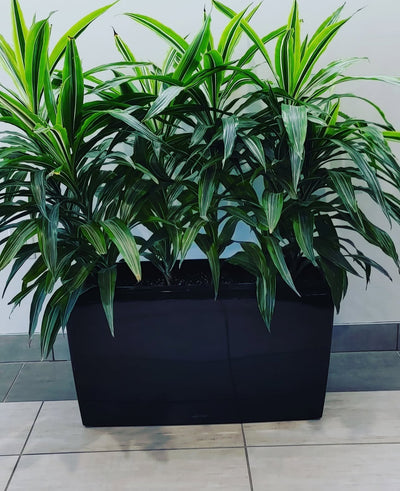 Office Plant Dracaena in Fiber Pot 70x30x30cm 2-3stems