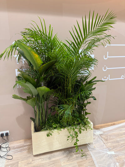 Office Plants Privacy Plant in Rectangle Pot Premium on Sale